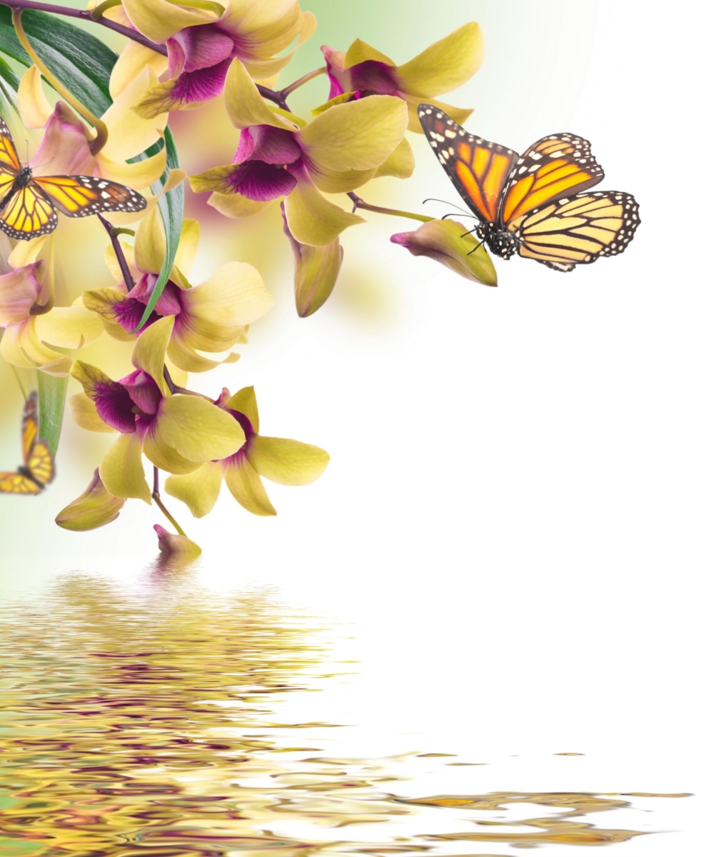 aliese butterfly flowers
