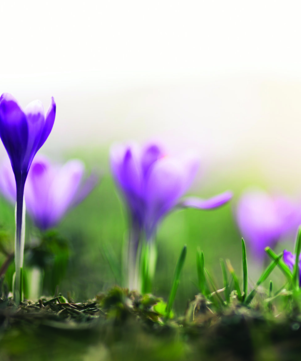 Purple Crocus Flowers In Spring